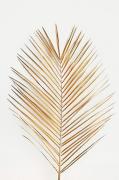 Poster Palm leaf gold