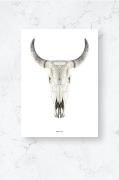 Poster / Cow skull / Plano