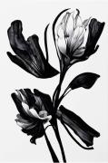 PelcasaPoster Black FlowerBeigePostereFra Homeroom