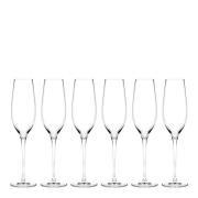 Holmegaard - Cabernet champagneglass 29 cl 6 stk