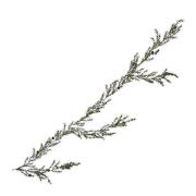 House Doctor - Sertum girlander 185 cm grønn